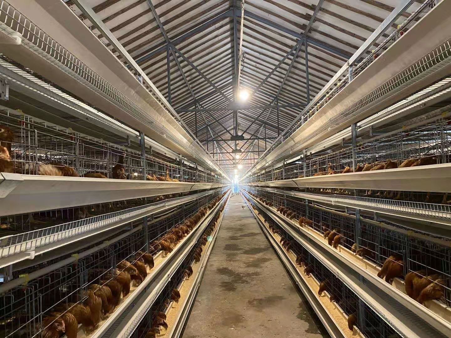 Poultry breeding equipment