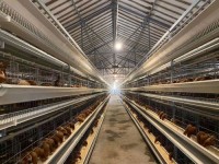 Poultry breeding equipment